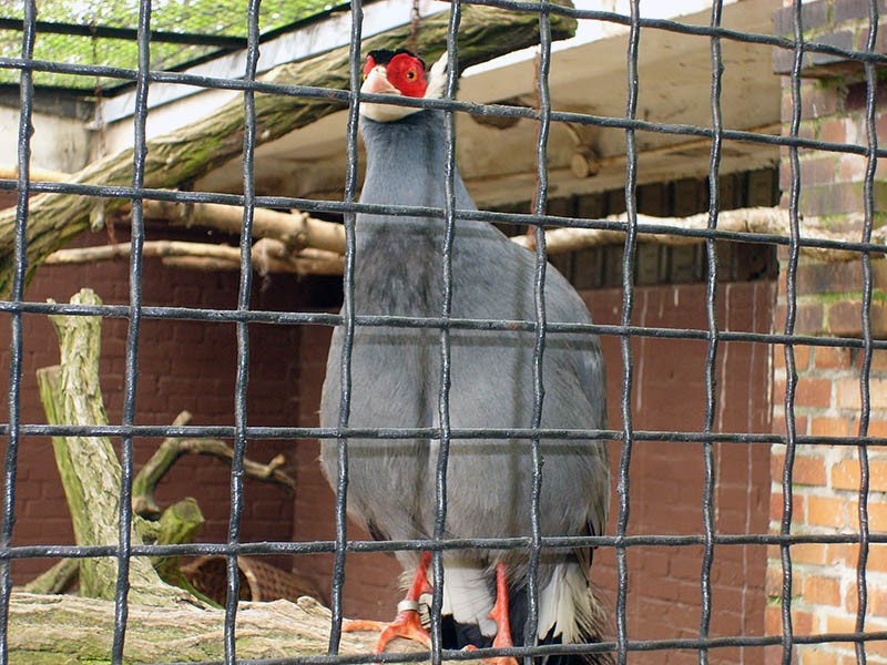 Wycieczka do ZOO, zdjęcie 110 z 127