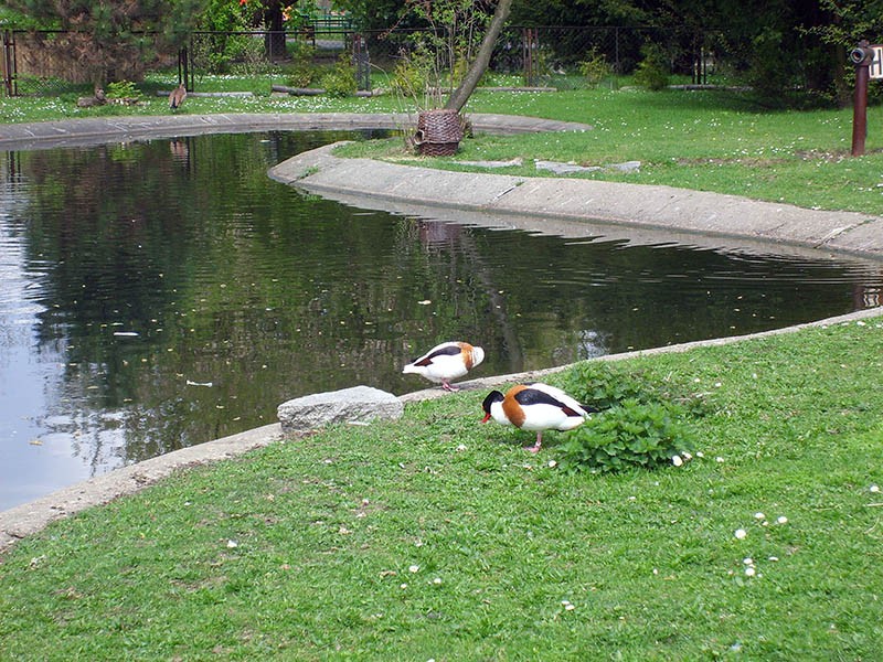 Wycieczka do ZOO, zdjęcie 118 z 127