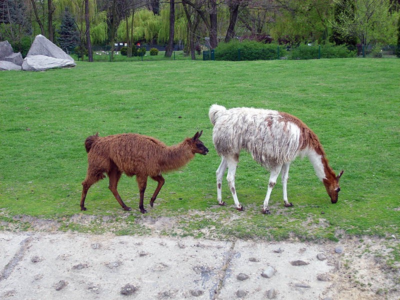 Wycieczka do ZOO, zdjęcie 119 z 127