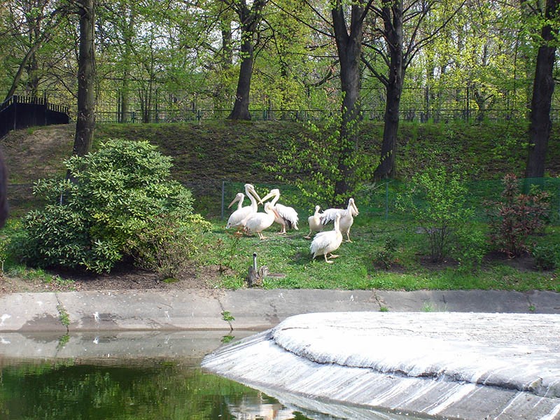 Wycieczka do ZOO, zdjęcie 124 z 127