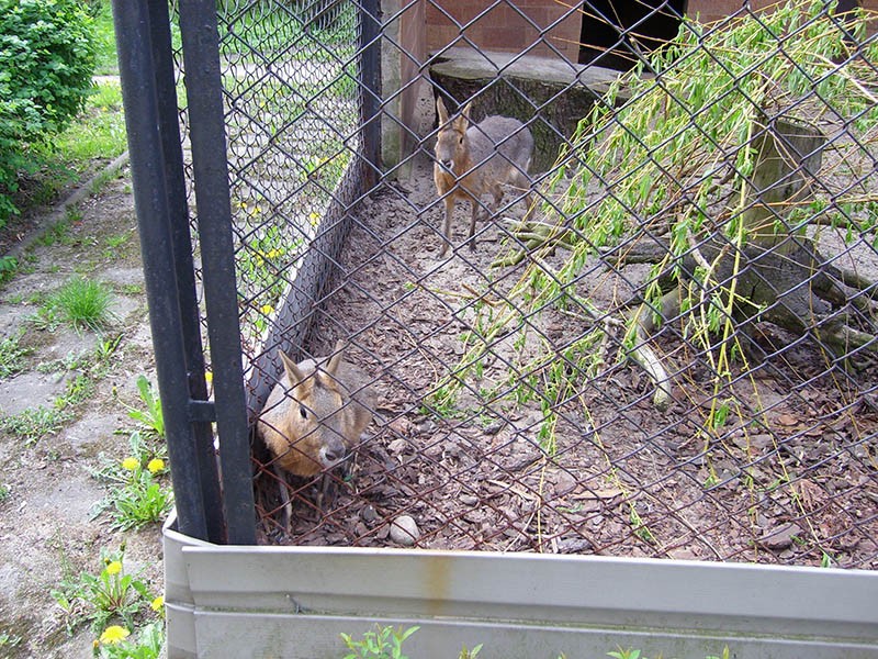 Wycieczka do ZOO, zdjęcie 13 z 127