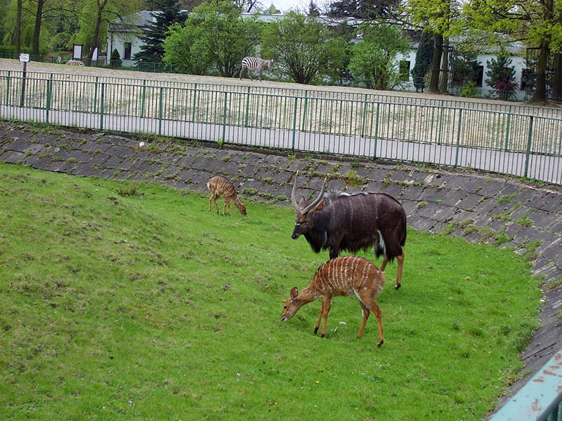 Wycieczka do ZOO, zdjęcie 29 z 127