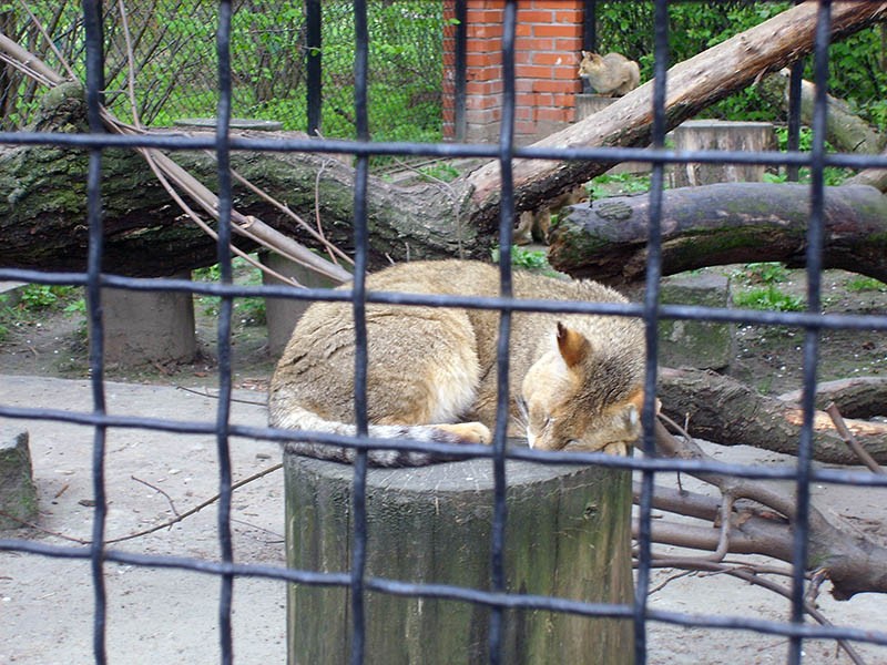 Wycieczka do ZOO, zdjęcie 31 z 127