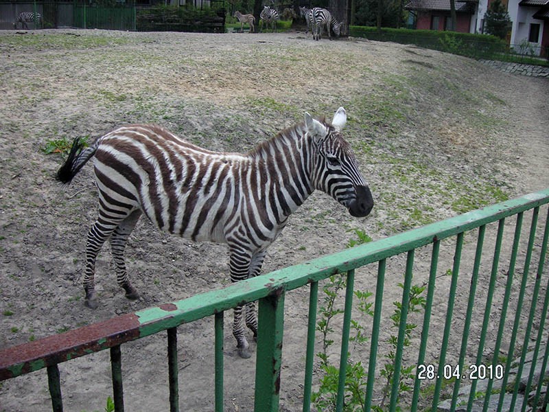 Wycieczka do ZOO, zdjęcie 42 z 127