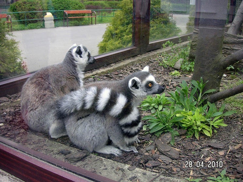 Wycieczka do ZOO, zdjęcie 46 z 127