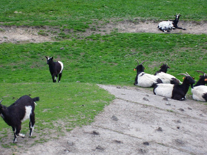 Wycieczka do ZOO, zdjęcie 71 z 127