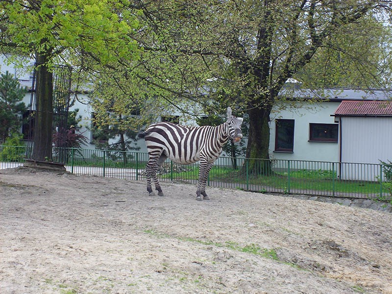Wycieczka do ZOO, zdjęcie 75 z 127