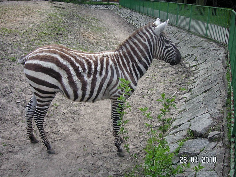 Wycieczka do ZOO, zdjęcie 78 z 127