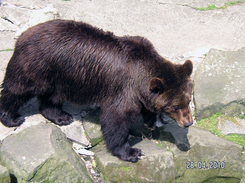 Wycieczka do ZOO, zdjęcie 82 z 127