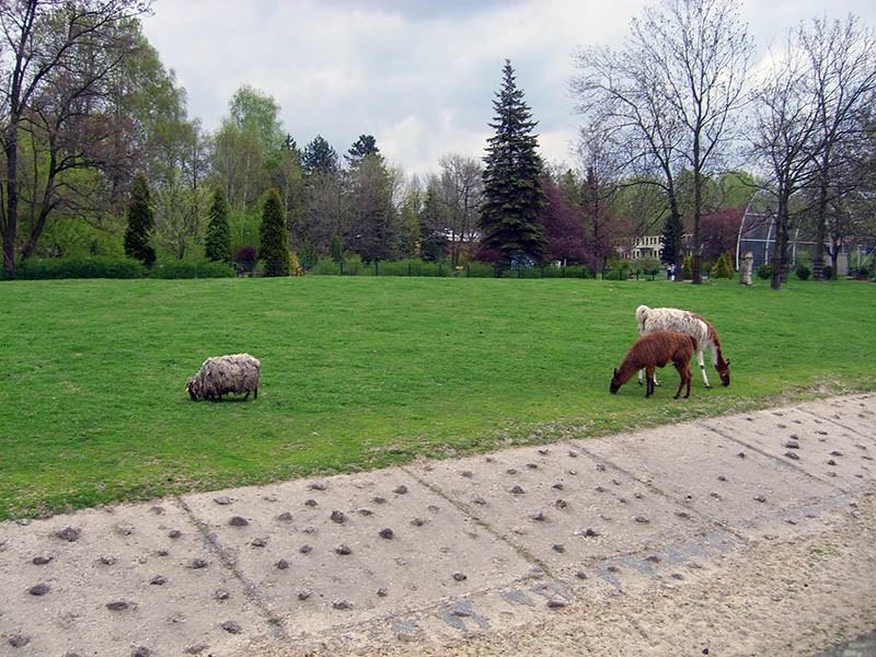 Wycieczka do ZOO, zdjęcie 84 z 127