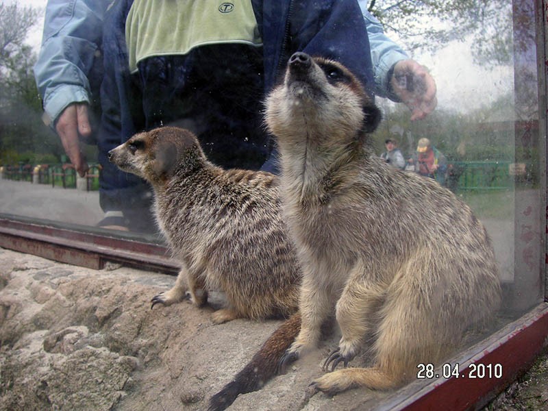 Wycieczka do ZOO, zdjęcie 88 z 127