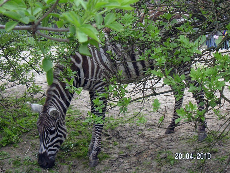 Wycieczka do ZOO, zdjęcie 92 z 127