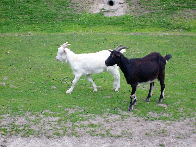 Wycieczka do ZOO, zdjęcie 93 z 127