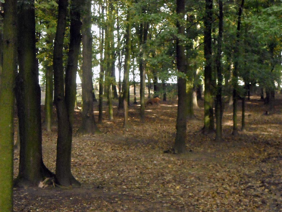 Wyjazd rekreacyjny do Parku Przygód i Atrakcji w Zbrosławicach, zdjęcie 42 z 97