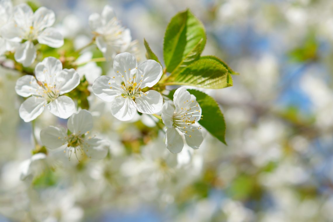Branch of cherry flowers in springtime