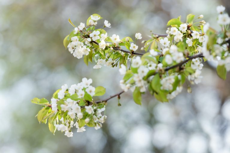 White cherry flowers on spring time