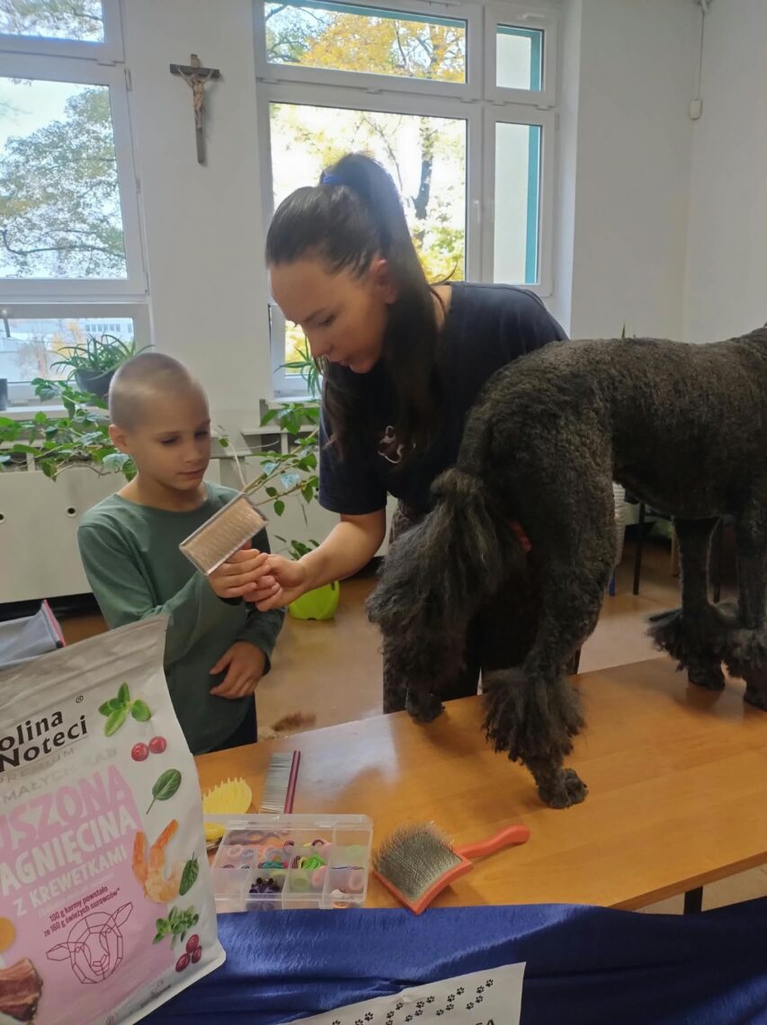 Uczeń czesze czarnego pudla podczas pokazu groomerskiego