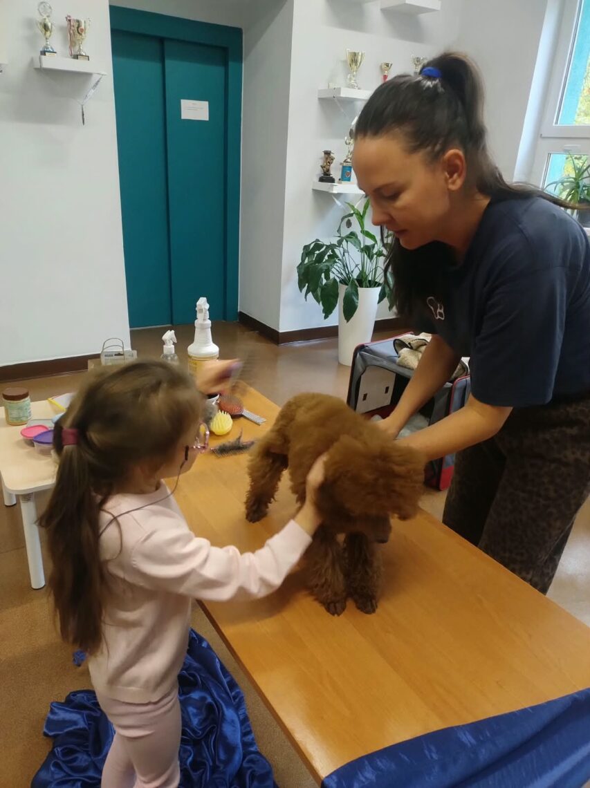 Dziewczynka czesze rudego pudla razem z groomerką