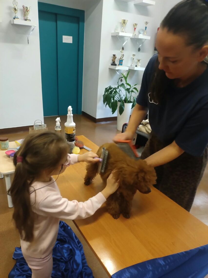 Dziewczynka szczotkuje rudego pudla na stole