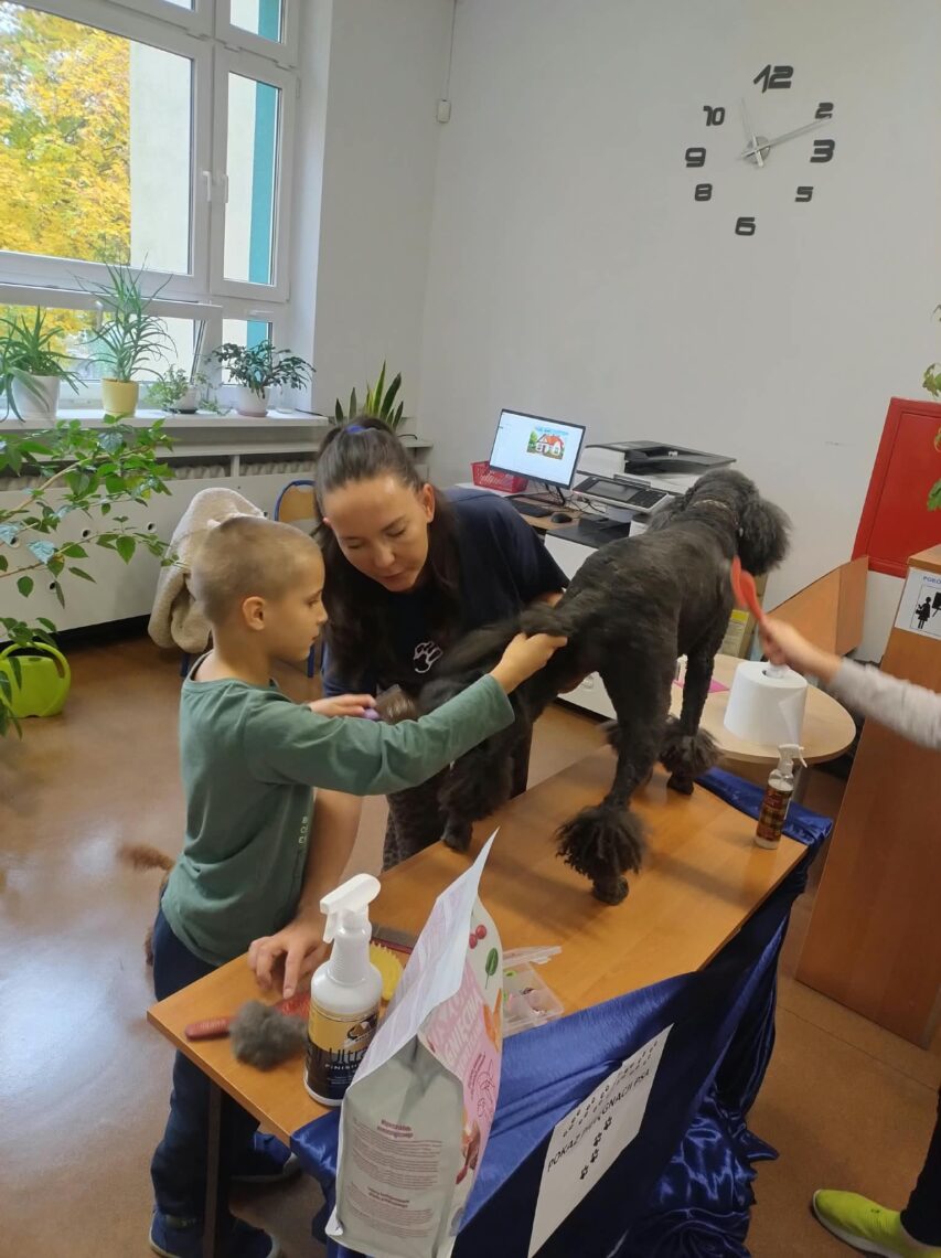 Uczeń szczotkuje czarnego pudla podczas pokazu